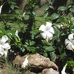 Hibiscus 3* Capoterra