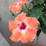Frühstückspension Hibiscus Capoterra