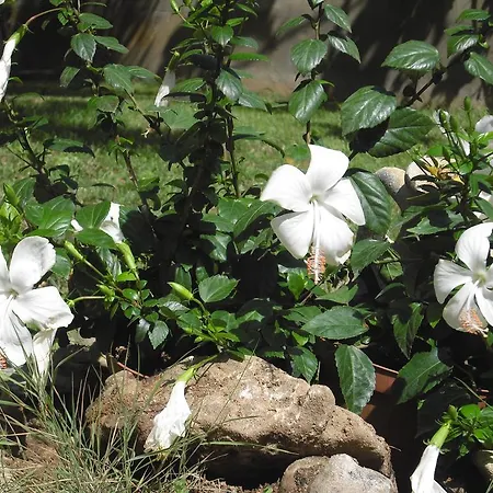 Hibiscus 3* 卡波特拉
