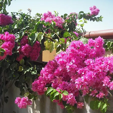 Hibiscus 卡波特拉