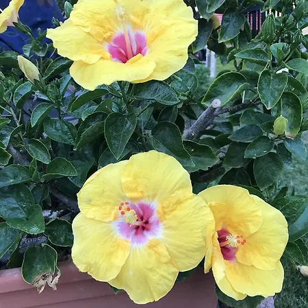 Hibiscus 卡波特拉