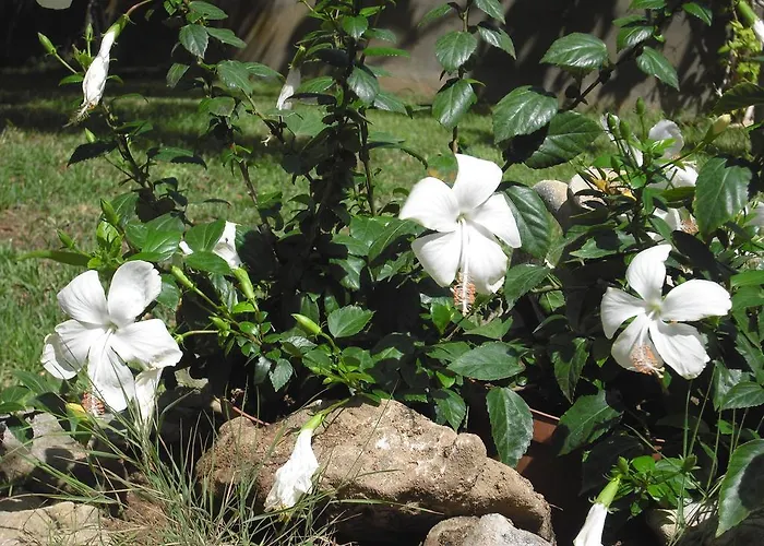 Hibiscus 3* Capoterra