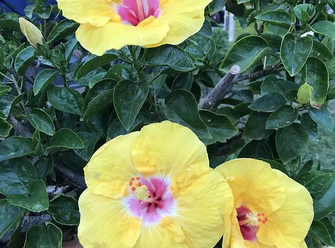 Hibiscus Capoterra