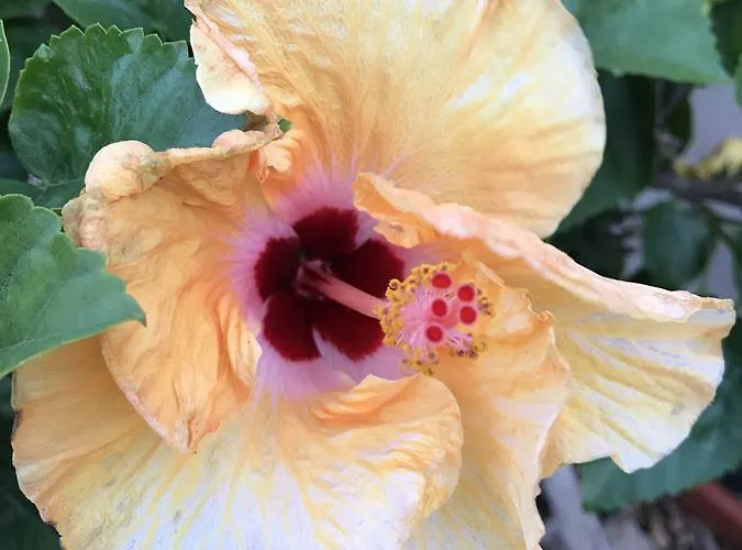 Hibiscus Panzió 3*