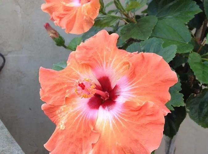 Panzió Hibiscus Capoterra