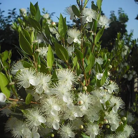 Couette-café Hibiscus 3*