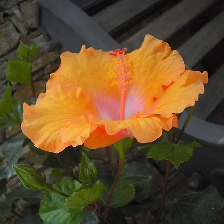 Hibiscus Couette-café 3*