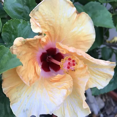 Hibiscus Couette-café 3*