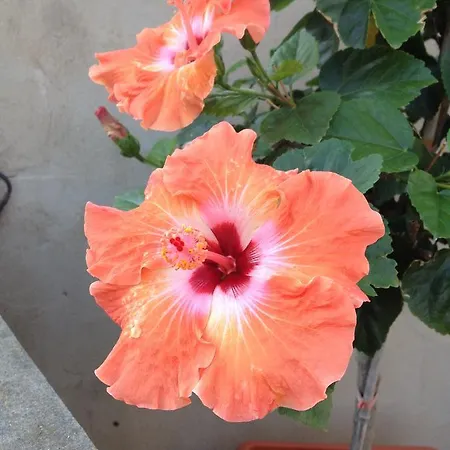 Nocleg ze śniadaniem Hibiscus Capoterra